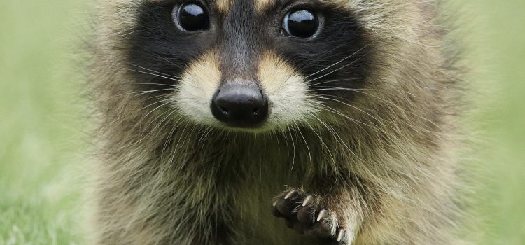 La vida secreta de los animales